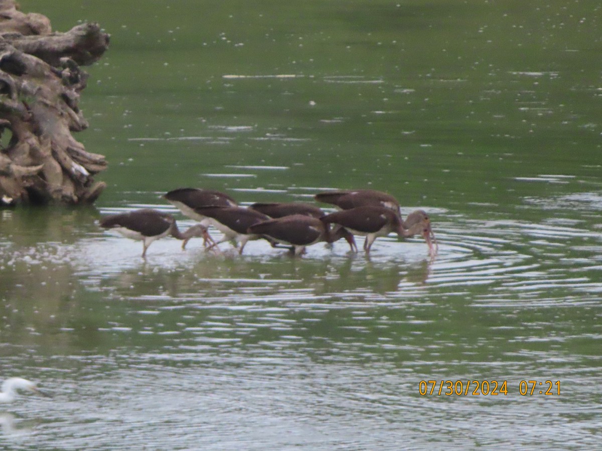 White Ibis - P.W. Boyd