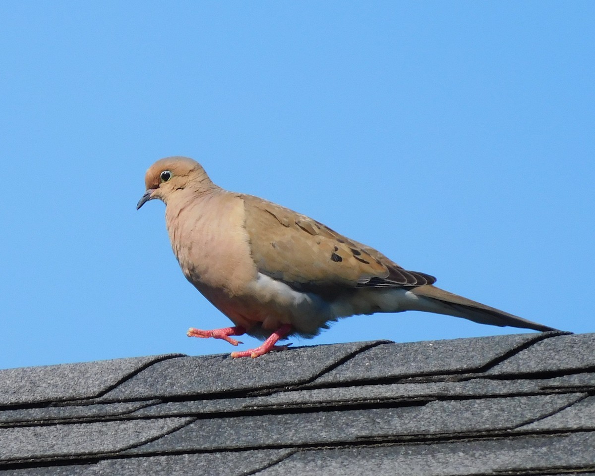 Mourning Dove - Amalie + Jeffrey Hutchinson