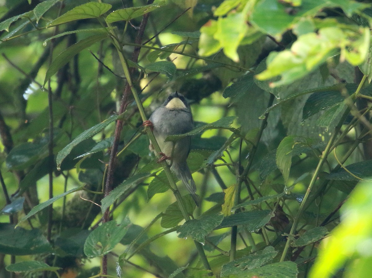 White-chinned Prinia - ML622001587