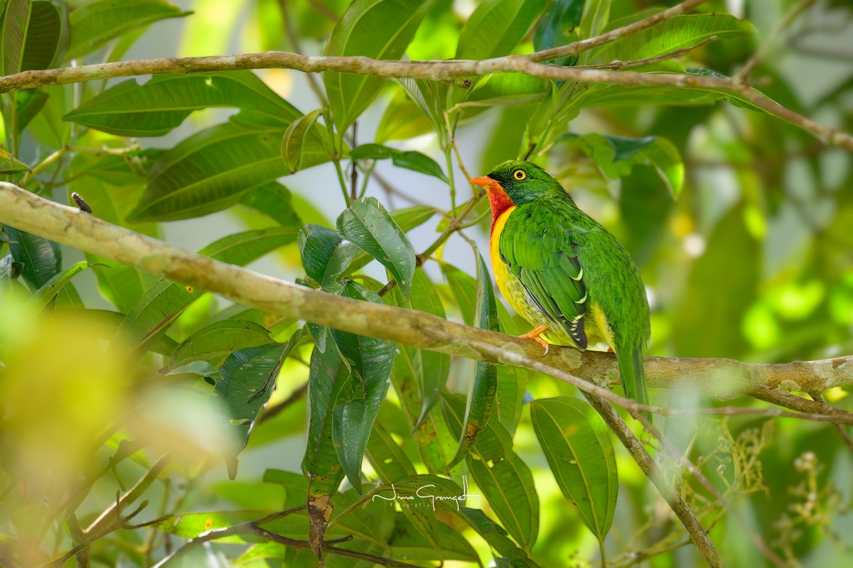 Scarlet-breasted Fruiteater - Aldo Grangetto