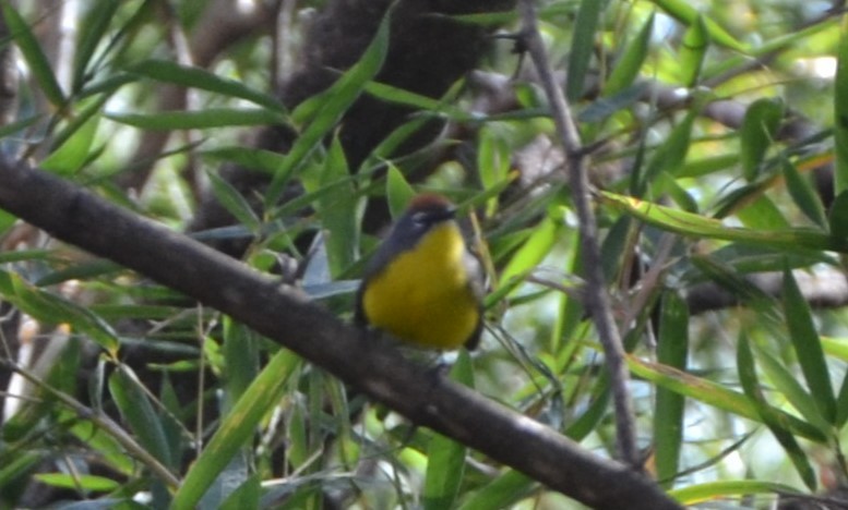 Paruline basanée - ML622001736