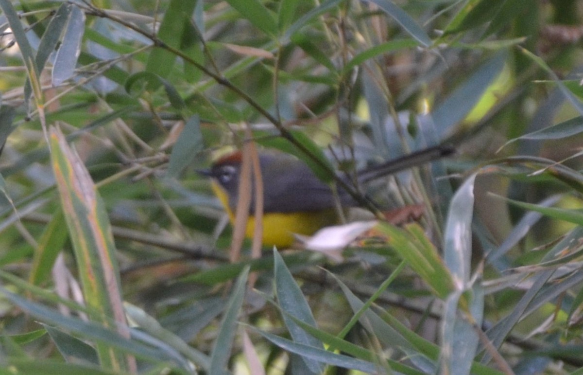 Brown-capped Redstart - Sabrina Rendon