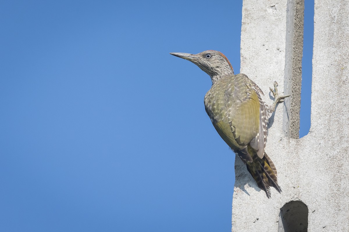 Eurasian Green Woodpecker (Eurasian) - Alexander Hagge