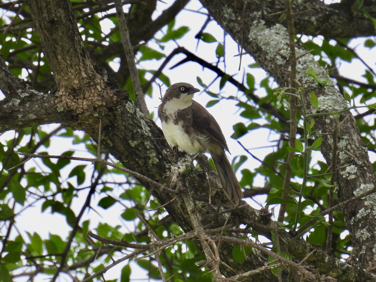 Northern Pied-Babbler - ML622001792