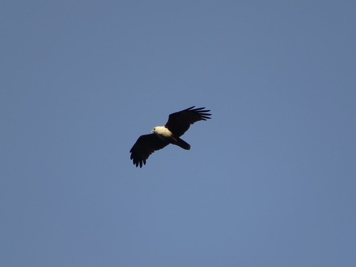 Brahminy Kite - ML622001816