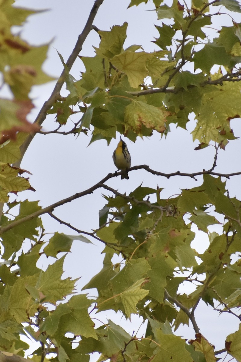 Yellow-throated Warbler - Matthew Law