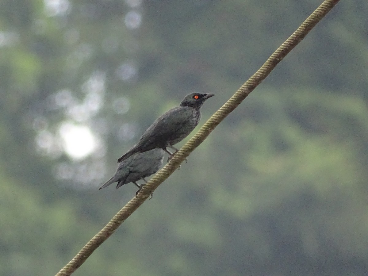 Singing Starling - ML622001875