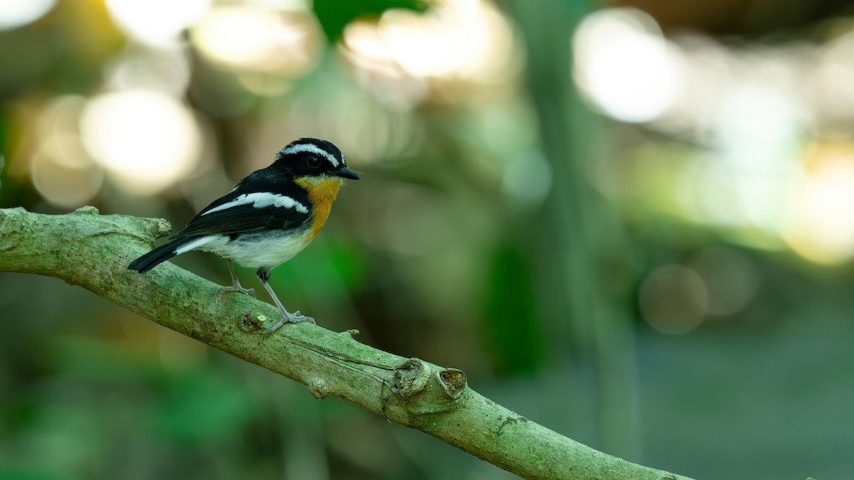 Rufous-chested Flycatcher - ML622001903