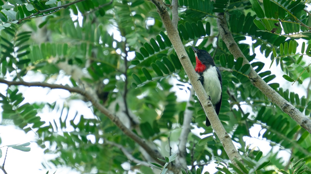 Red-chested Flowerpecker - ML622001906