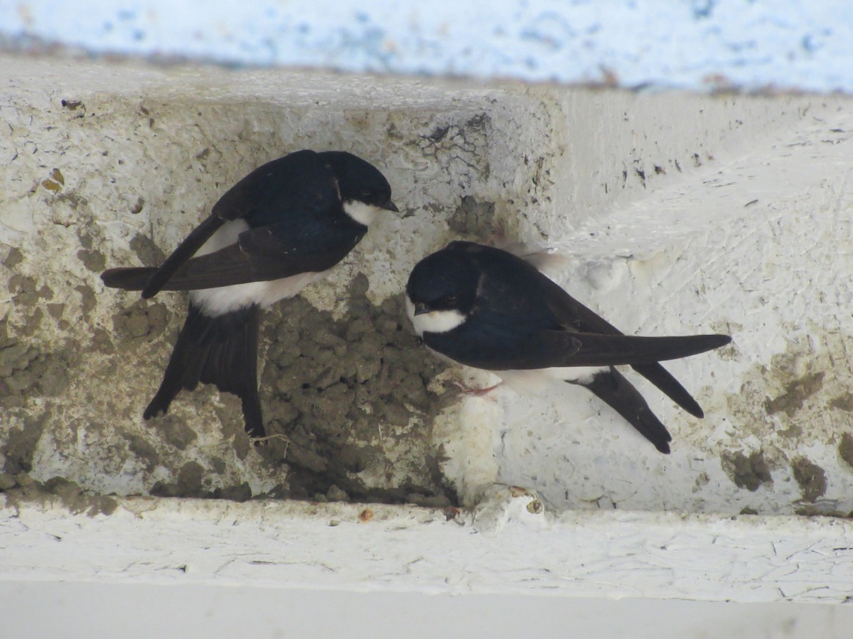 Western House-Martin - ML622001907