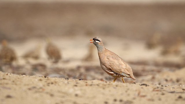 See-see Partridge - ML622001936