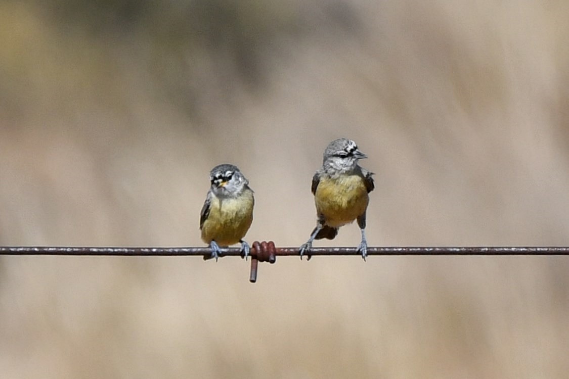 Southern Penduline-Tit - Jenny Wentzel