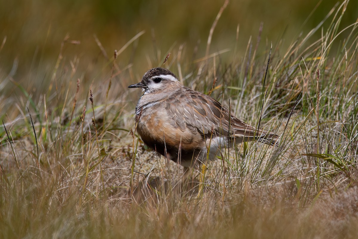 Eurasian Dotterel - ML622002113