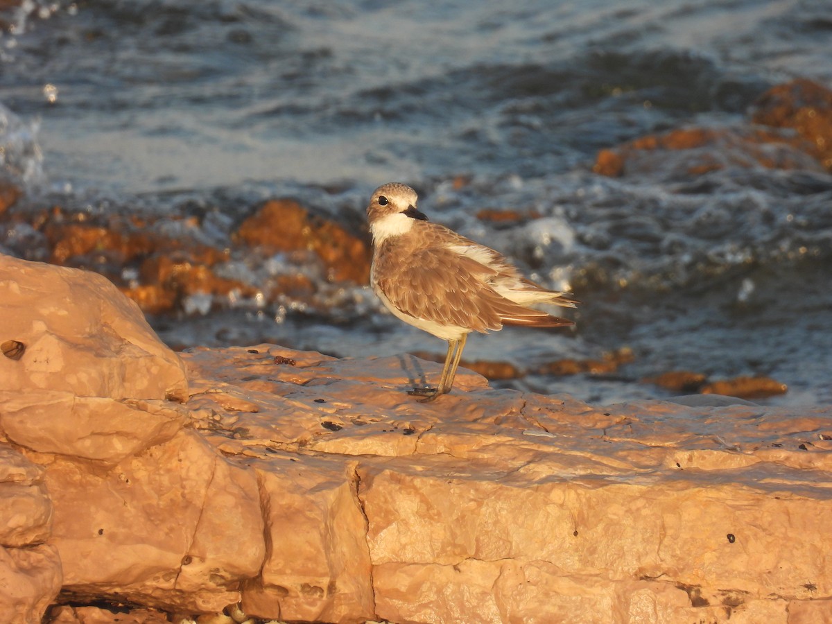 Greater Sand-Plover - Carmel Ravid