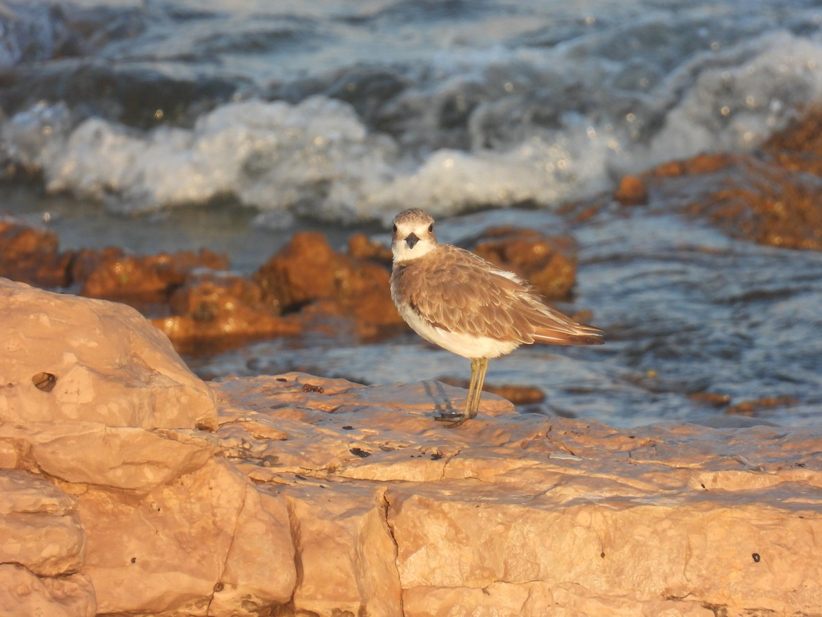 Greater Sand-Plover - ML622002141