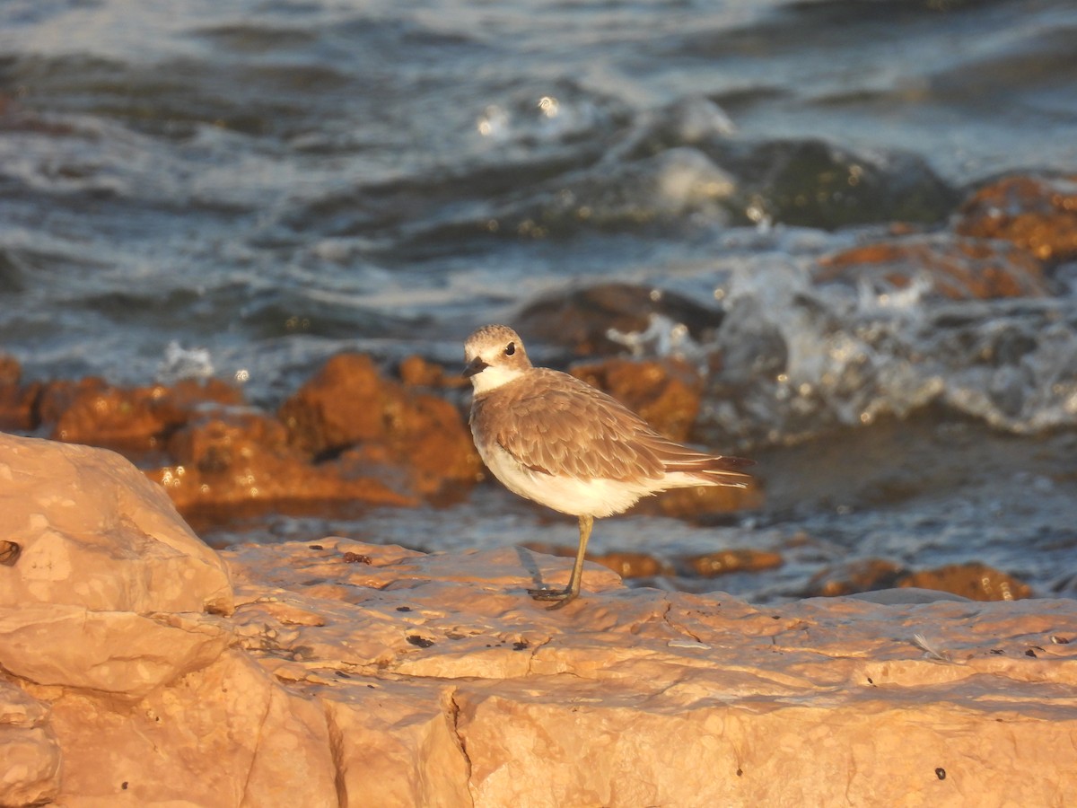 Greater Sand-Plover - ML622002142