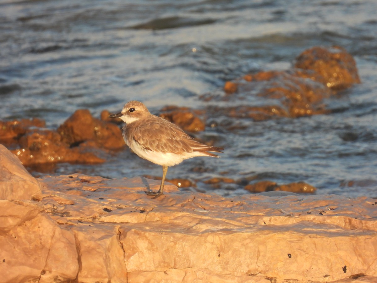 Greater Sand-Plover - ML622002144