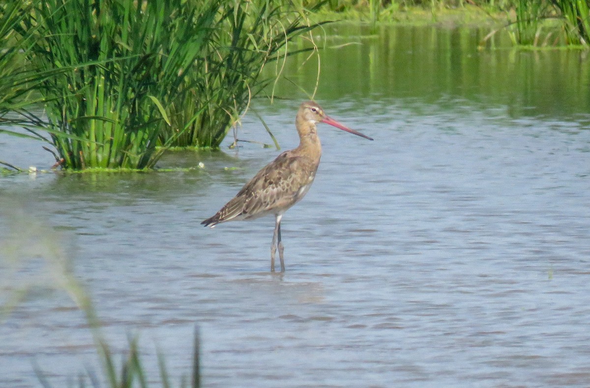 Black-tailed Godwit - ML622002223