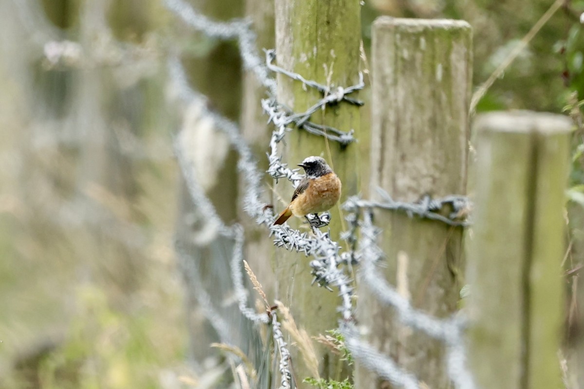 Rougequeue à front blanc - ML622002227