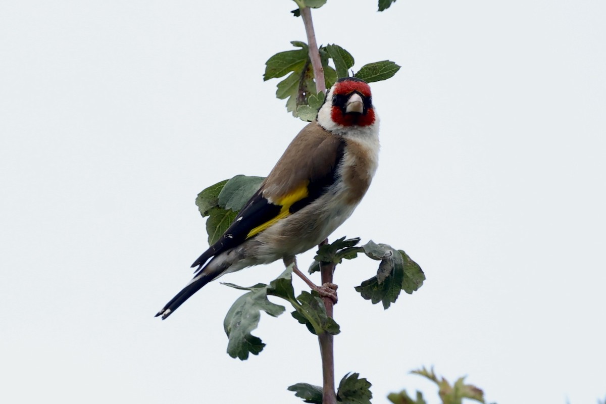 Chardonneret élégant - ML622002240