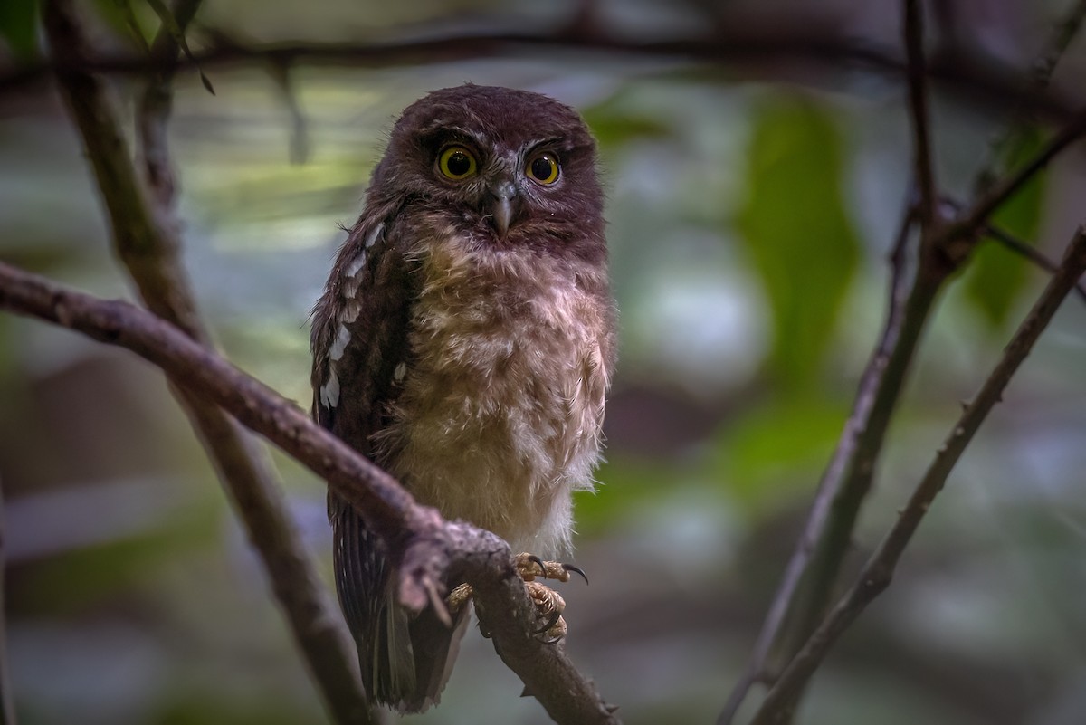 Ochre-bellied Boobook - Julie Edgley