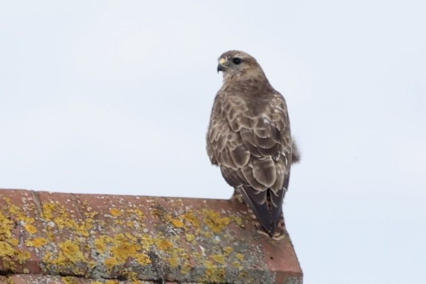 Buse variable - ML622002253