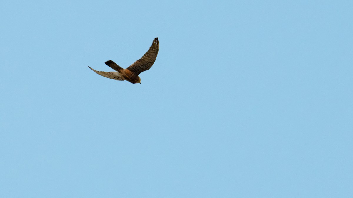 Spotted Kestrel - ML622002256