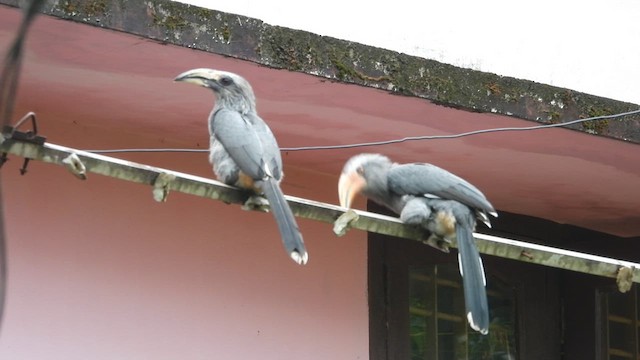 Malabar Gray Hornbill - ML622002277
