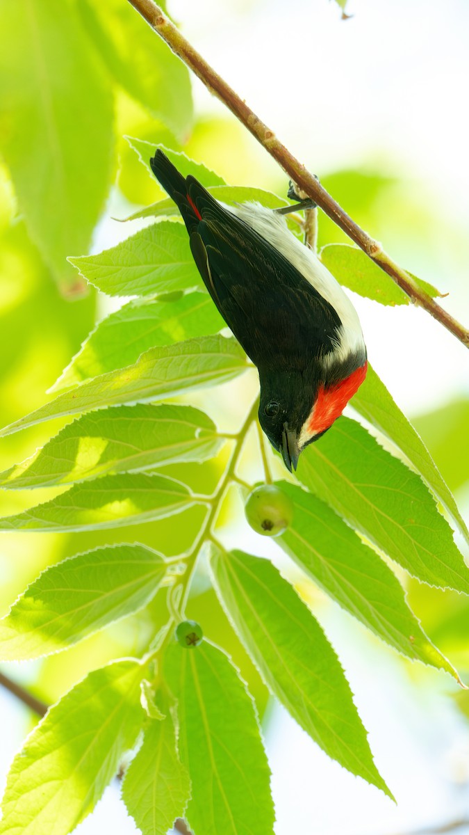 Red-chested Flowerpecker - ML622002281