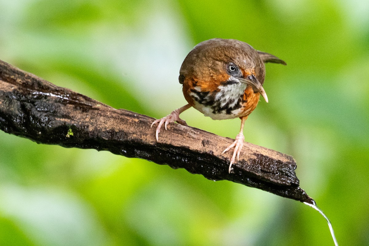 Black-streaked Scimitar-Babbler - ML622002325