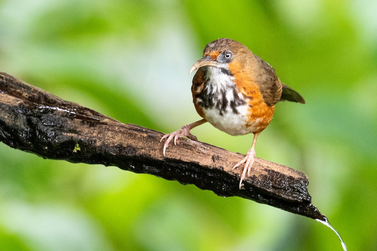 Black-streaked Scimitar-Babbler - Sue Wright