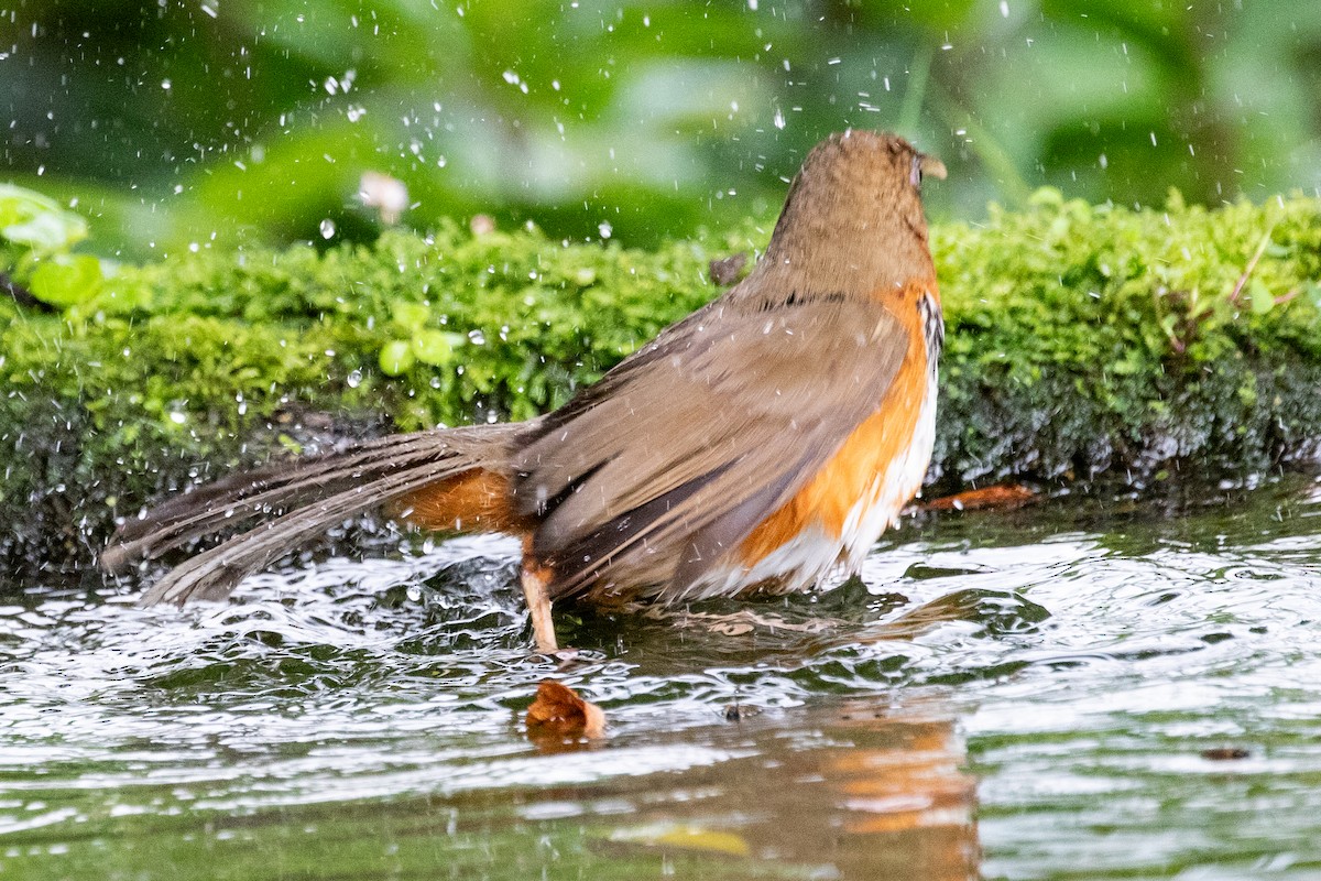 Black-streaked Scimitar-Babbler - Sue Wright