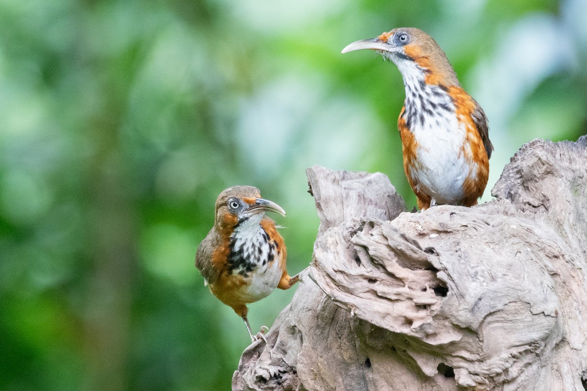 Black-streaked Scimitar-Babbler - ML622002335