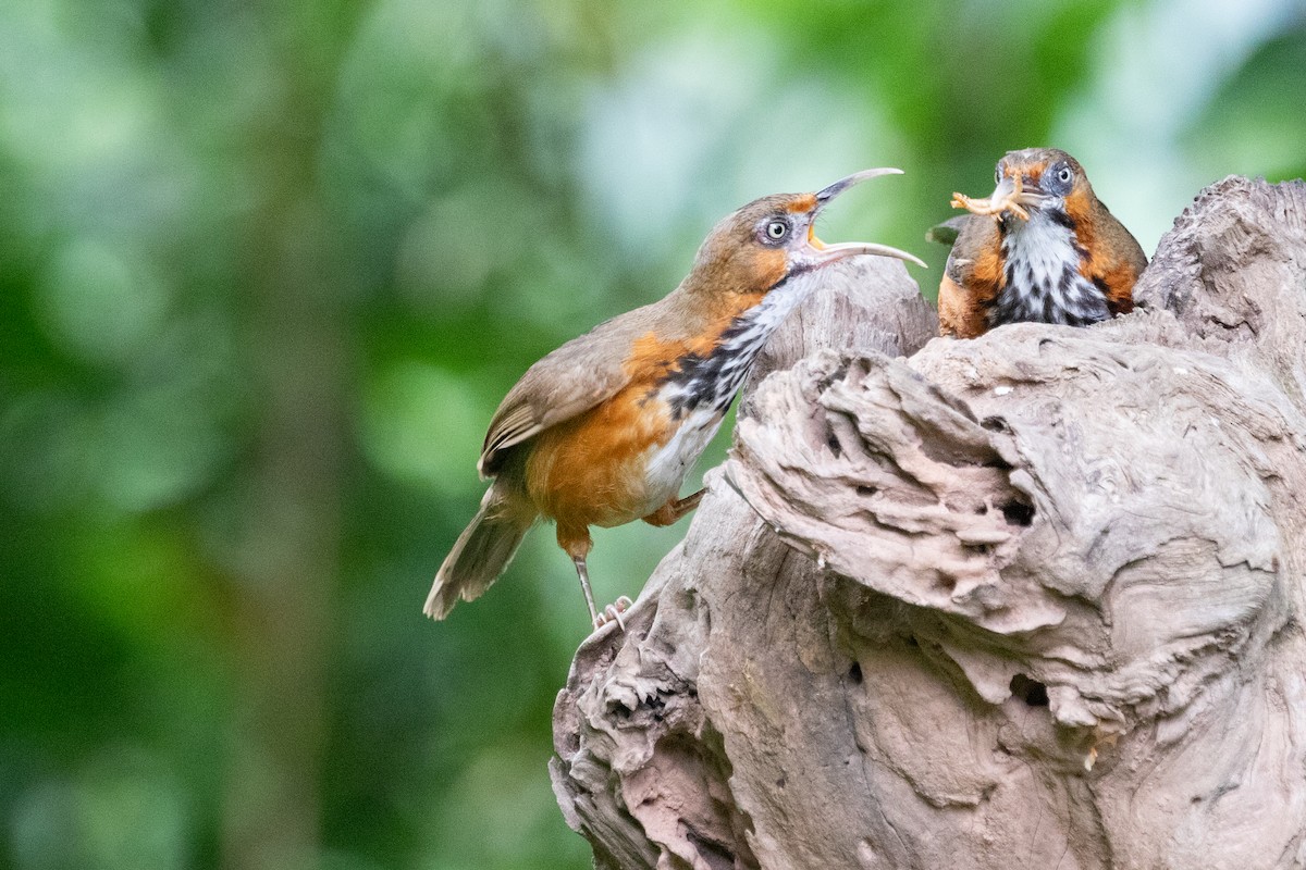 Black-streaked Scimitar-Babbler - ML622002337