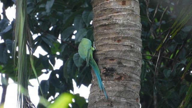 Rose-ringed Parakeet - ML622002401