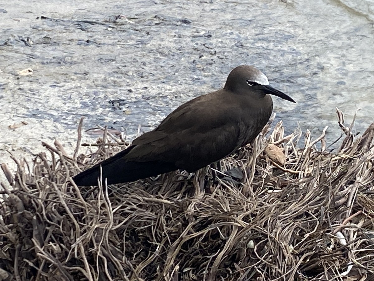 Brown Noddy - ML622002404