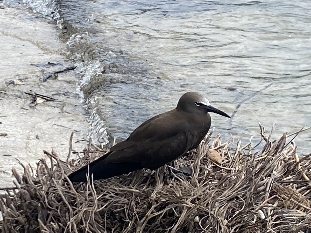 Brown Noddy - ML622002405