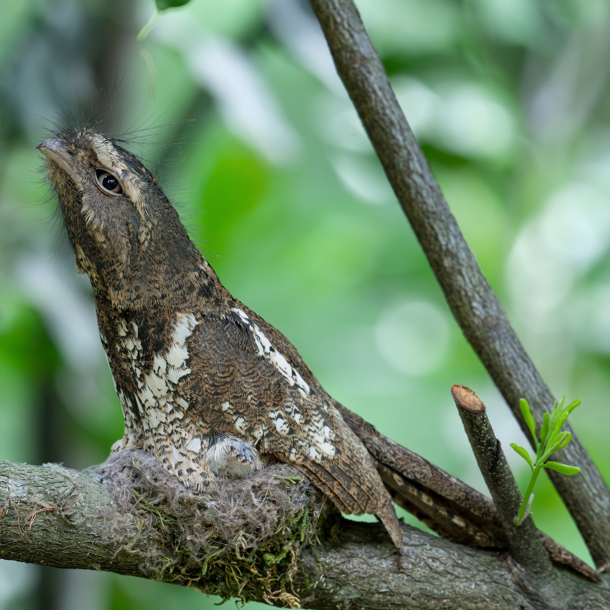 Hodgson's Frogmouth - ML622002442