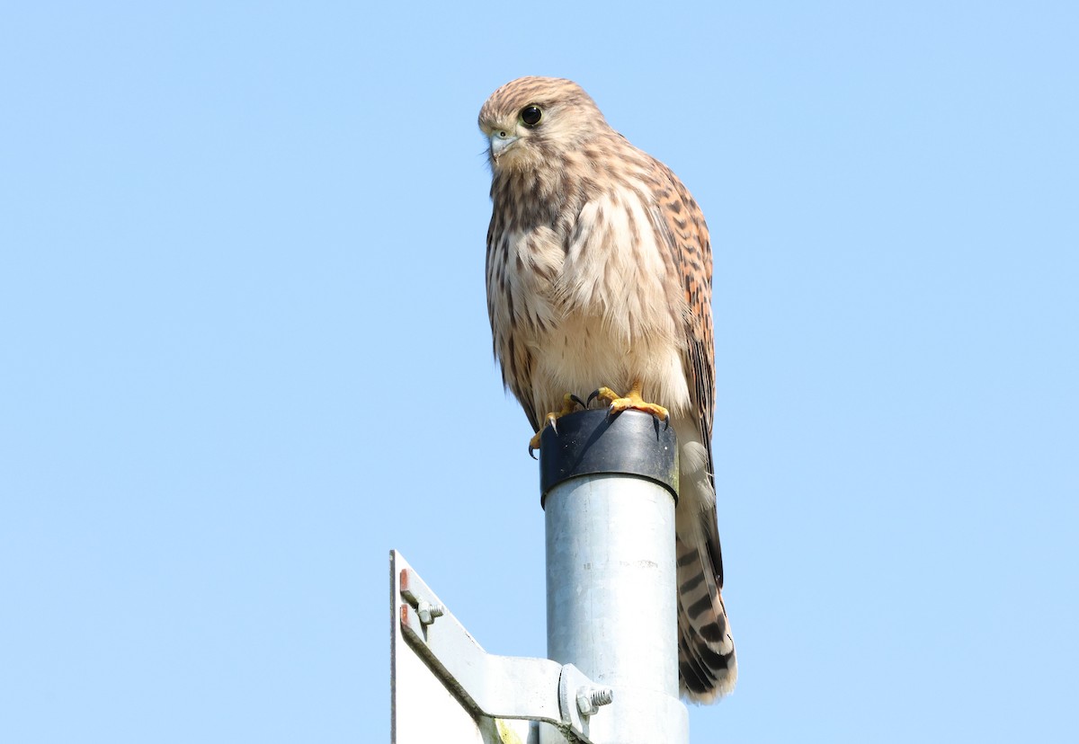 Eurasian Kestrel (Eurasian) - Zoë Lunau