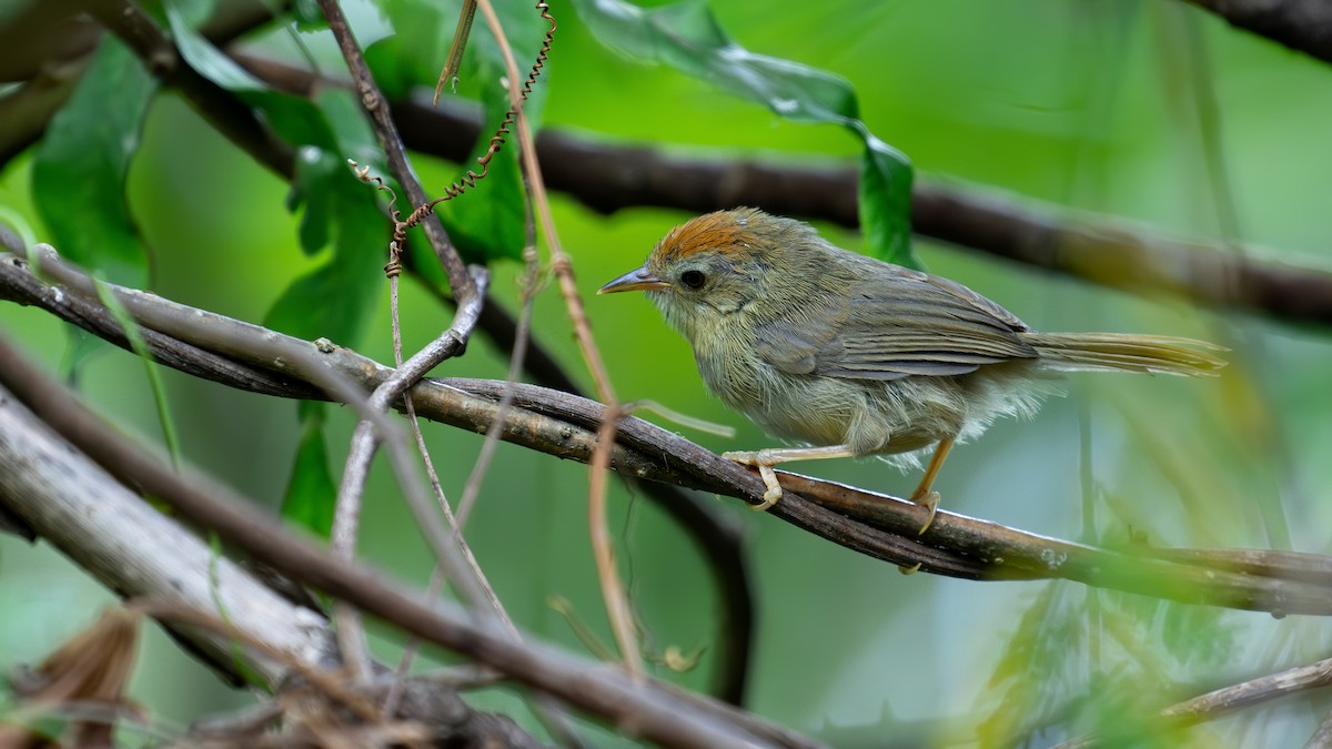 Rufous-fronted Babbler (Buff-chested) - ML622002538