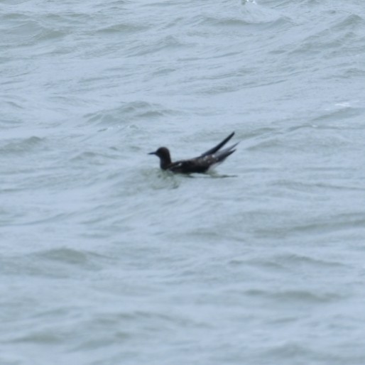 Sooty Tern - ML622002541