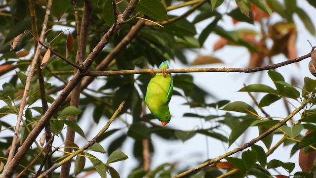 Vernal Hanging-Parrot - ML622002596