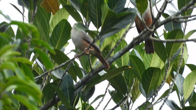 Malabar Starling - ML622002604