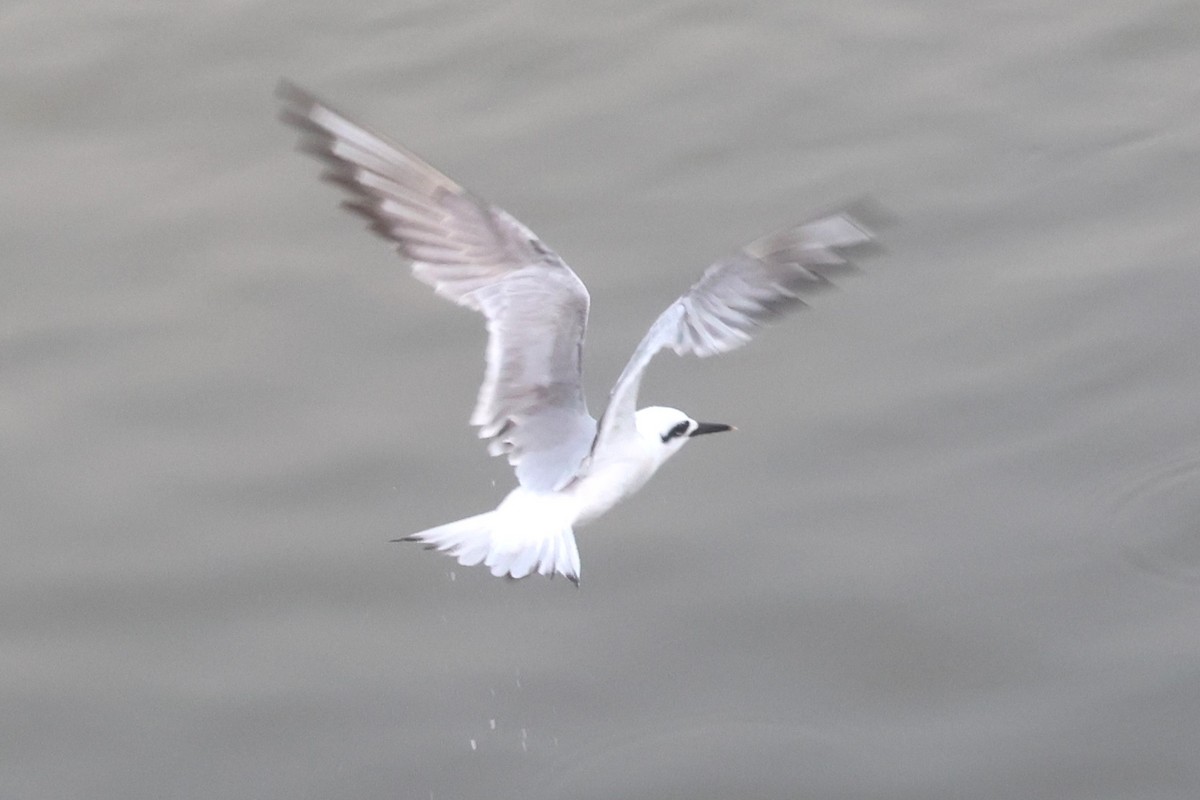 Snowy-crowned Tern - ML622002617