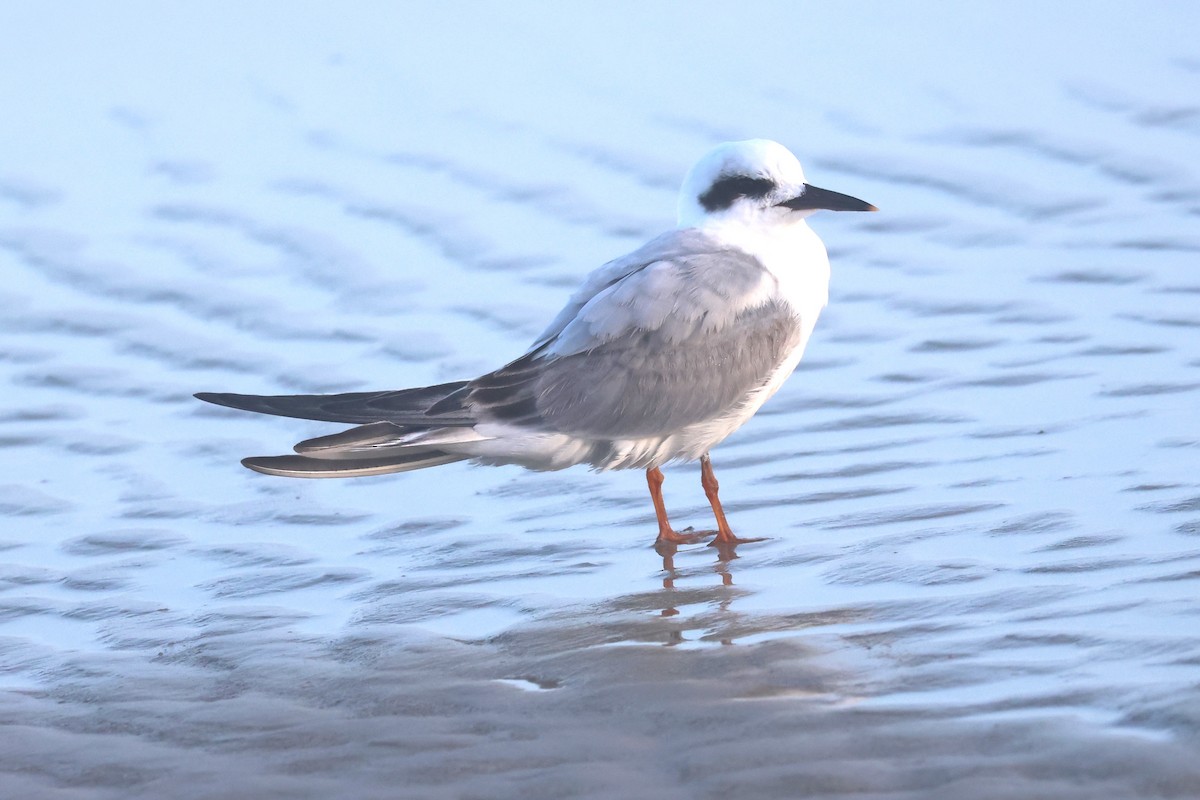 Snowy-crowned Tern - ML622002681