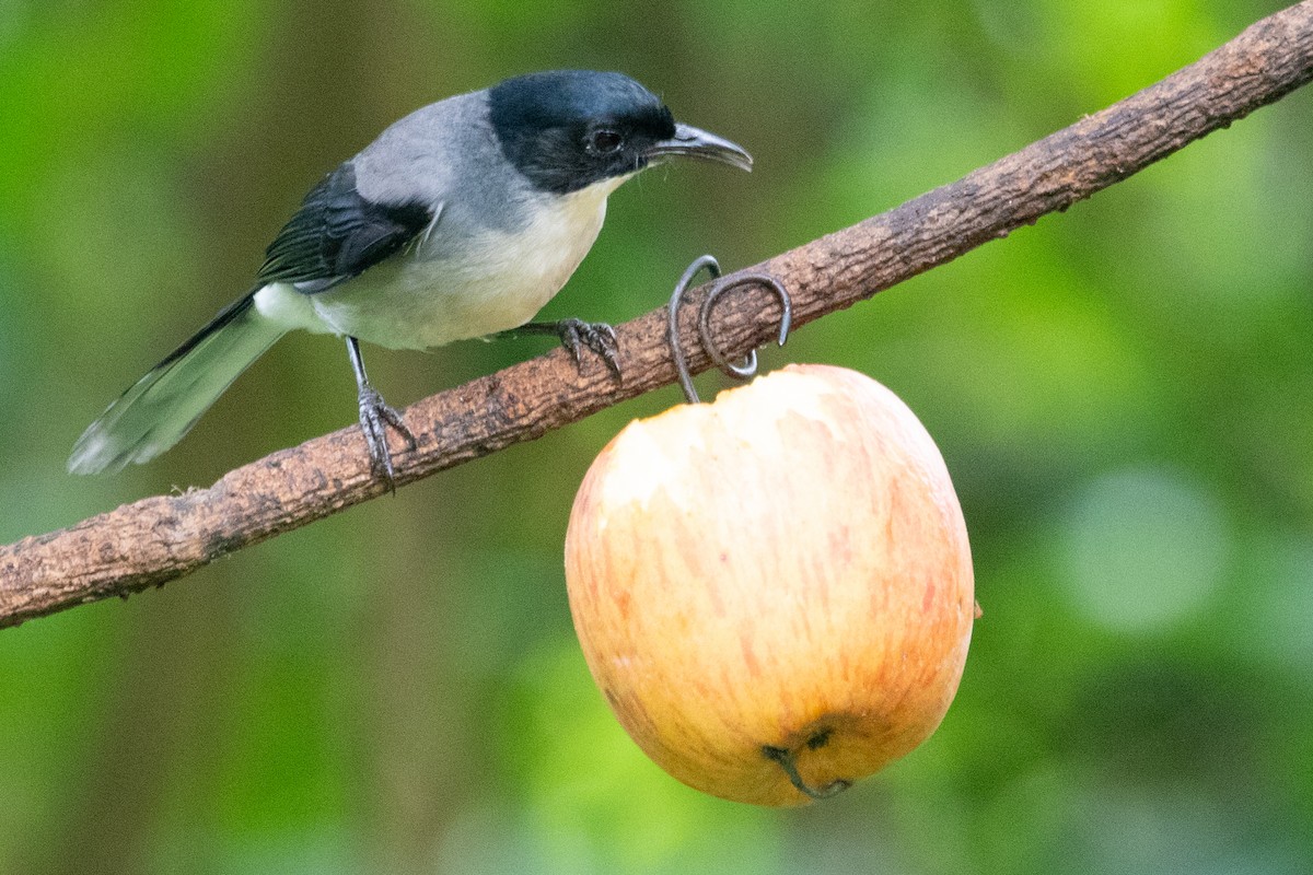 Black-headed Sibia (Black-headed) - ML622002692