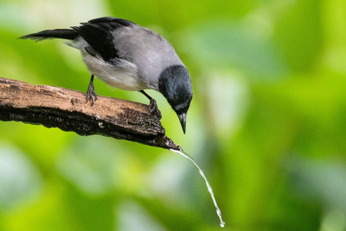 Black-headed Sibia (Black-headed) - ML622002693