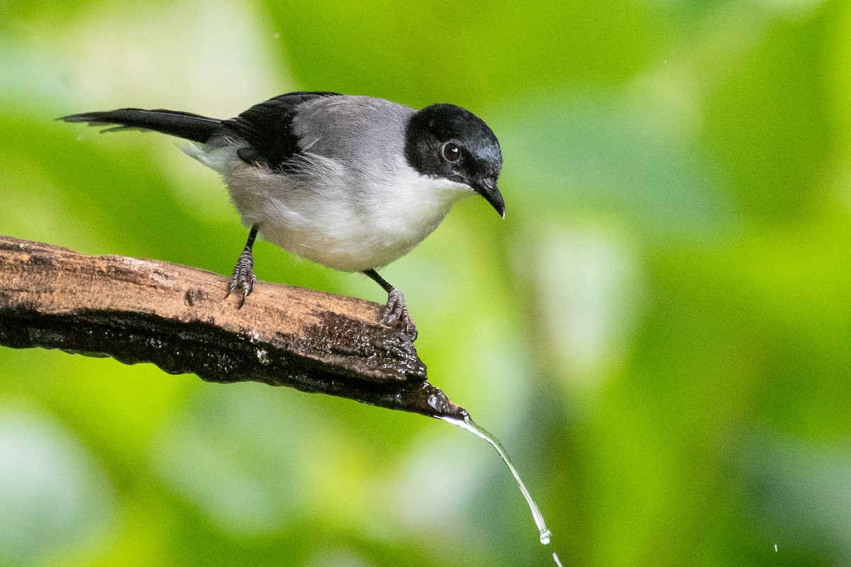 Black-headed Sibia (Black-headed) - ML622002697