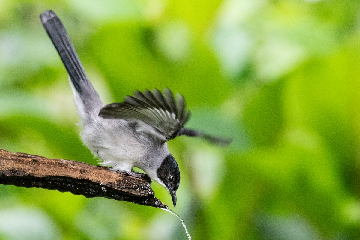 Black-headed Sibia (Black-headed) - ML622002702