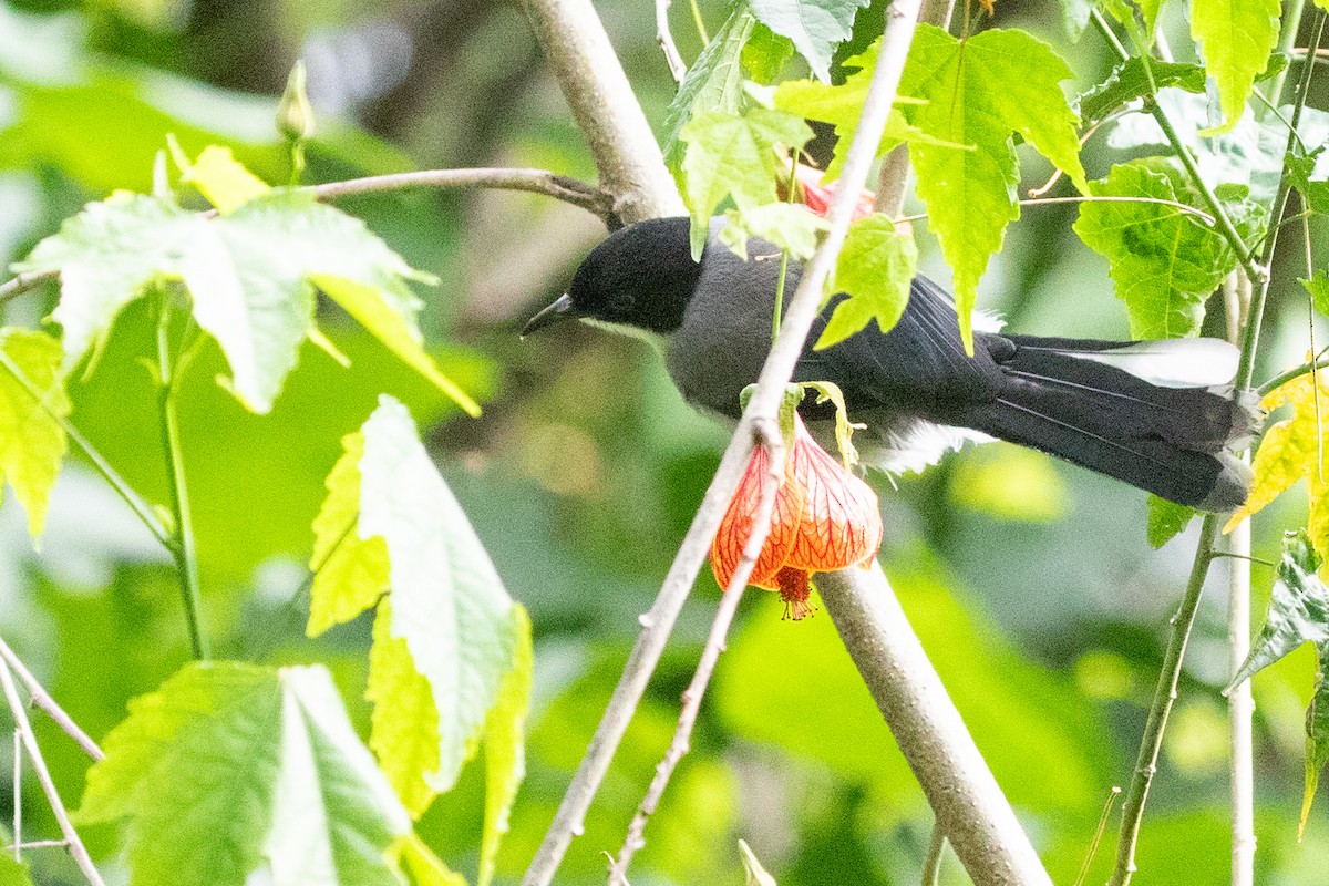 Black-headed Sibia (Black-headed) - ML622002705